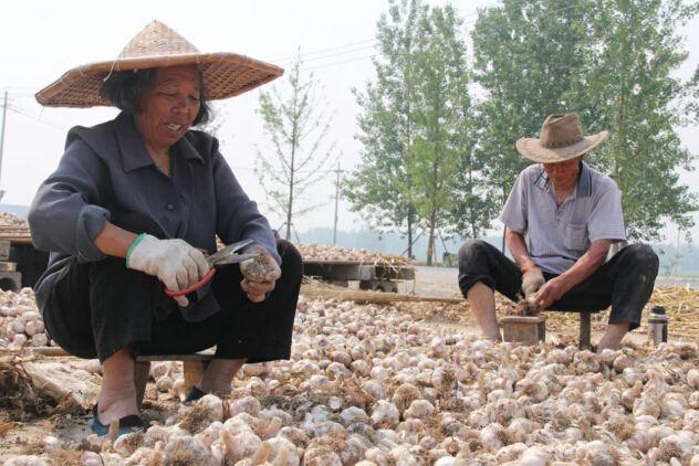 国际大蒜贸易网大蒜最新价格，获取大蒜价格信息的全面指南