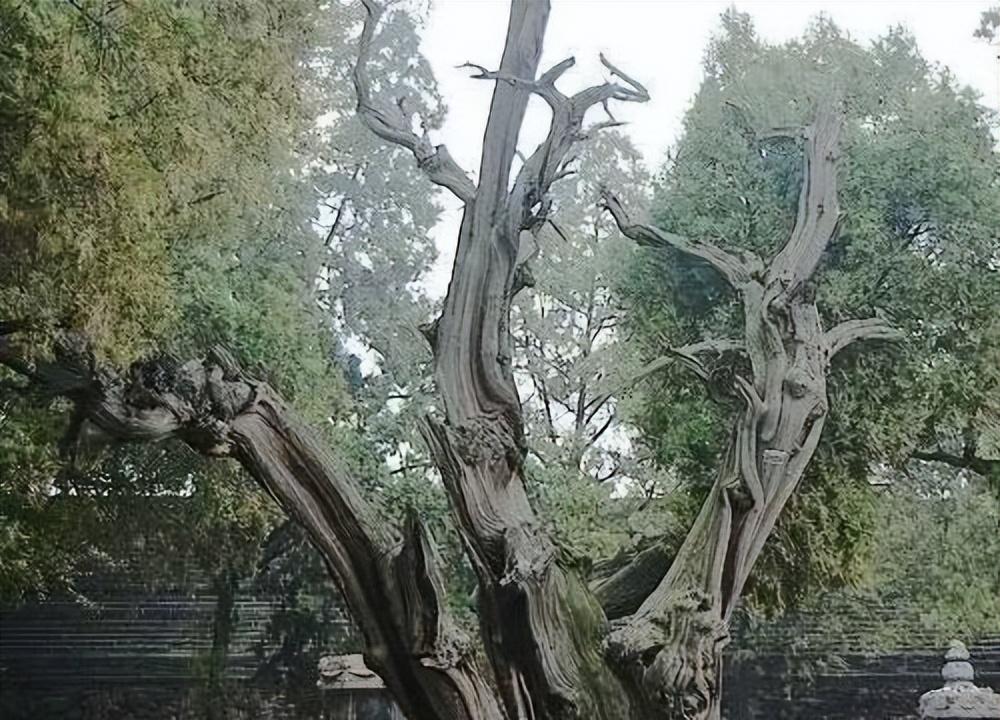 嵩阳汉柏图最新动态，一段关于友情与陪伴的感人故事