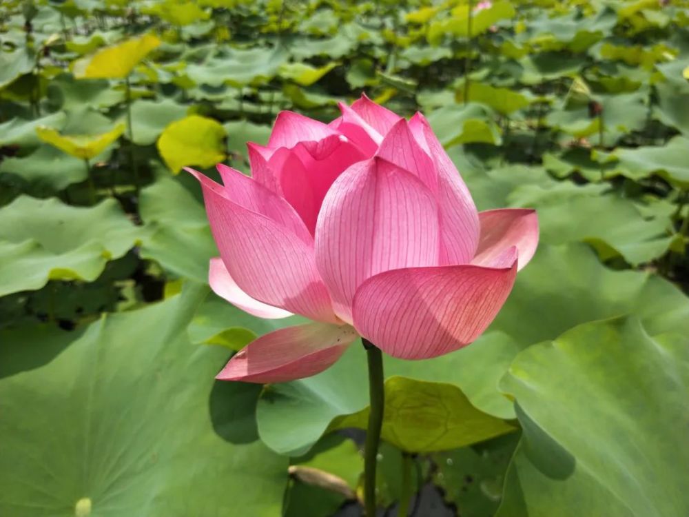 荷花最新研究进展探索，揭秘荷花的最新发现与突破