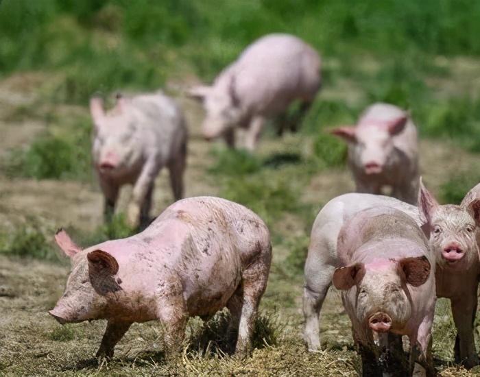 最新猪价格详解,查询指南与任务解析