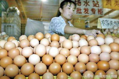 鸡蛋最新价格，小巷深处的鲜味秘密探索