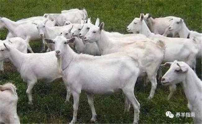 山羊最新价格走势分析,品种差异与市场影响因素探讨