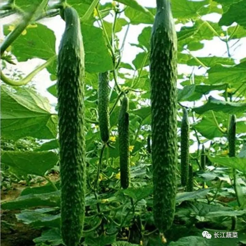 黄瓜最新种植技术、品种特性与健康价值详解