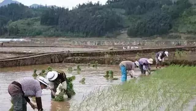 大米最新价格揭秘,一场寻找内心平静的稻米之旅