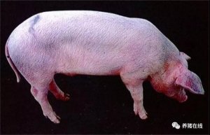 科技智能监测，守护健康，最新猪瘟消息一览