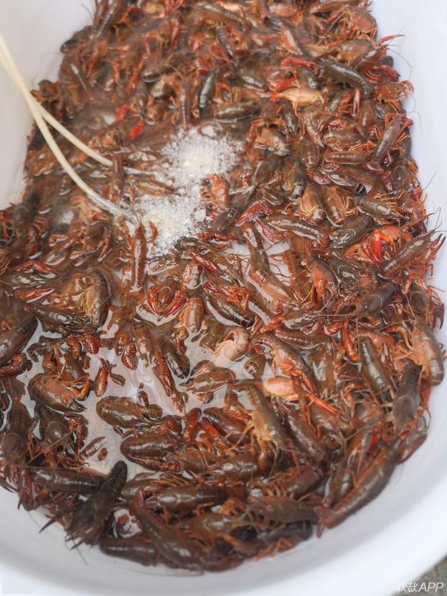 小龙虾最新价格动态,市场走势、影响因素与未来预测分析