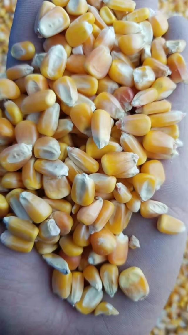 最新玉米价格表及分析概览