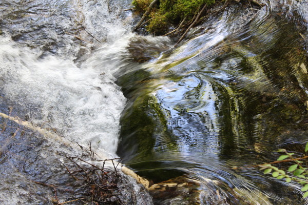 四虎最新探险之旅,追寻自然美景,探寻内心平和之地