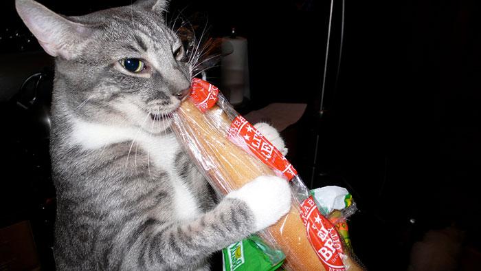 猫咪最新版，温馨日常趣事记录