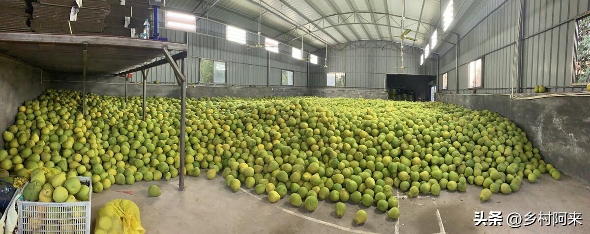 最新柚子品种,品质、市场与争议解析