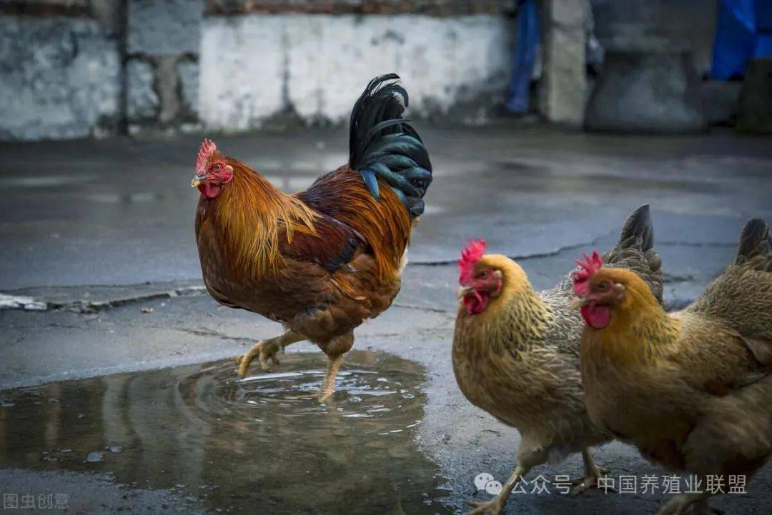 鸡最新疫情，应对与防控的详细步骤指南