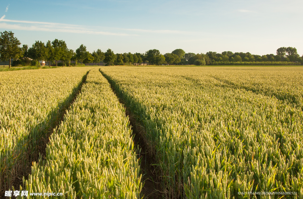 科技重塑麦田,最新小麦品种引领未来生活
