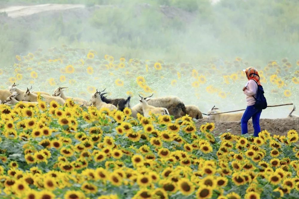科技重塑麦田,最新小麦品种引领未来生活