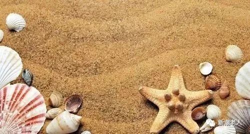 沙参最新价格及其背后的温情故事