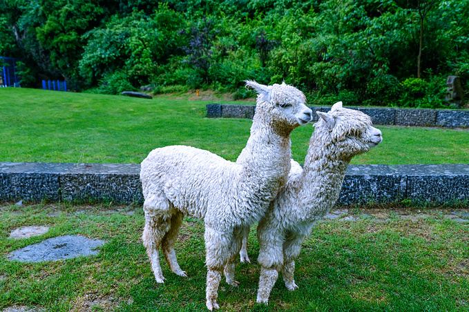 最新细狗出售,探索自然美景之旅,寻找心灵宁静与喜悦的旅程