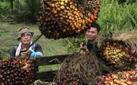 最新菜籽价格揭秘与行情分析🌱