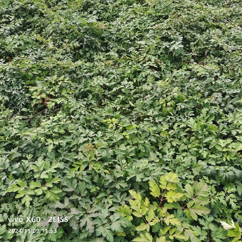 前胡最新价格揭秘，市场行情一网打尽