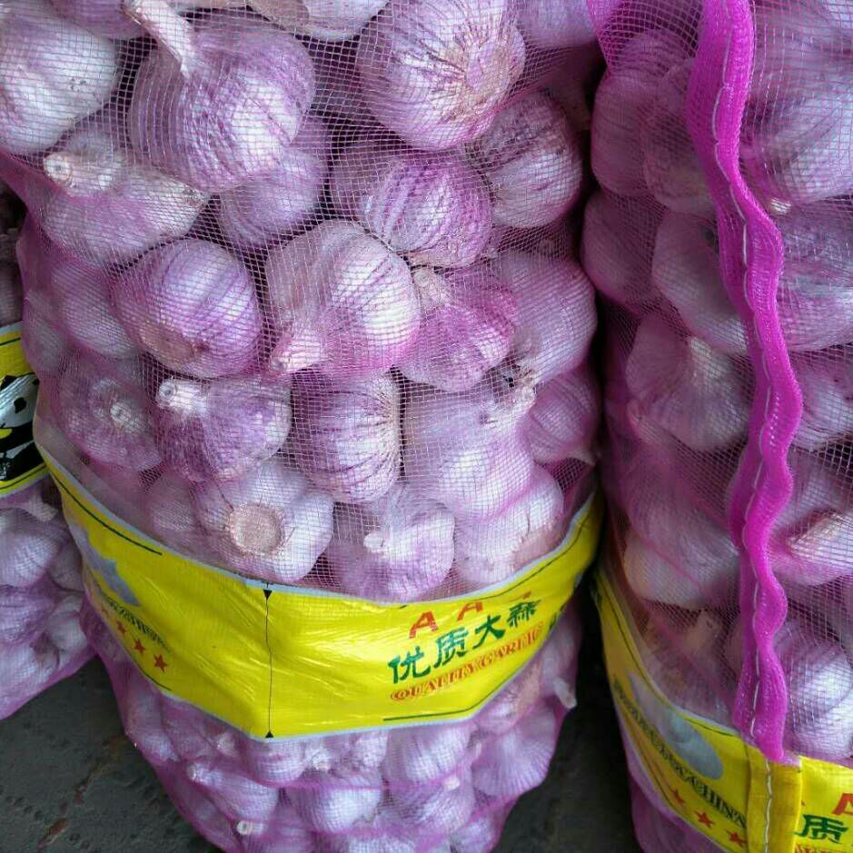 金乡最新大蒜价格一手资讯全掌握！🌱