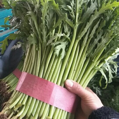 茼蒿价格行情更新,最新市场动态及价格走势分析