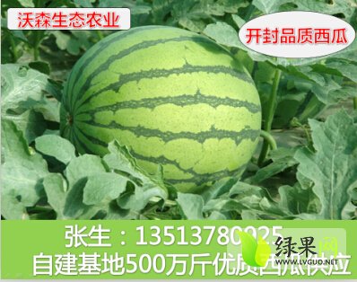 尉氏西瓜最新价格揭秘，寻找甜蜜旅程中的内心平静之道