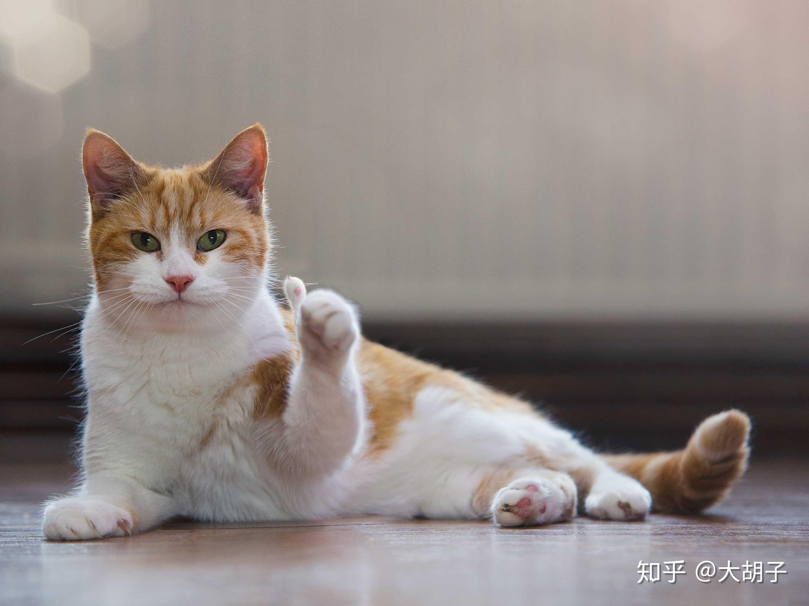 斑布猫最新高科技产品介绍及评测