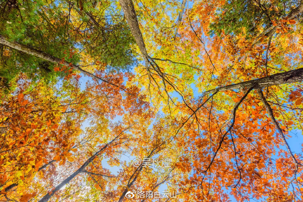秋霞最新上线,视觉盛宴的开启时刻