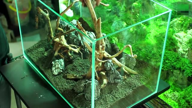 最新鱼缸造景,小巷中的隐秘乐园美景展示