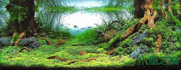 最新鱼缸造景,小巷中的隐秘乐园美景展示