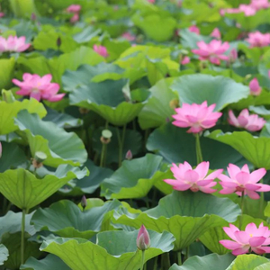自然之美独特展现,花花与荷叶的最新风采