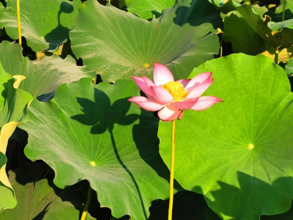 自然之美独特展现,花花与荷叶的最新风采