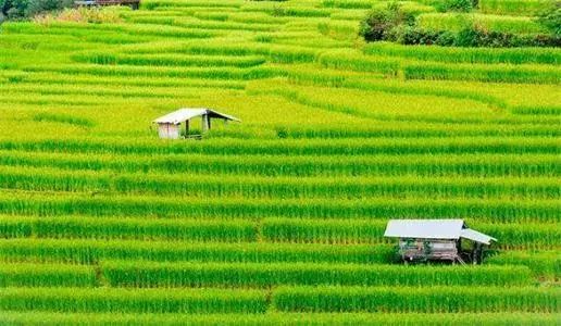 农业种植行情深度解析,趋势、机遇与挑战并存