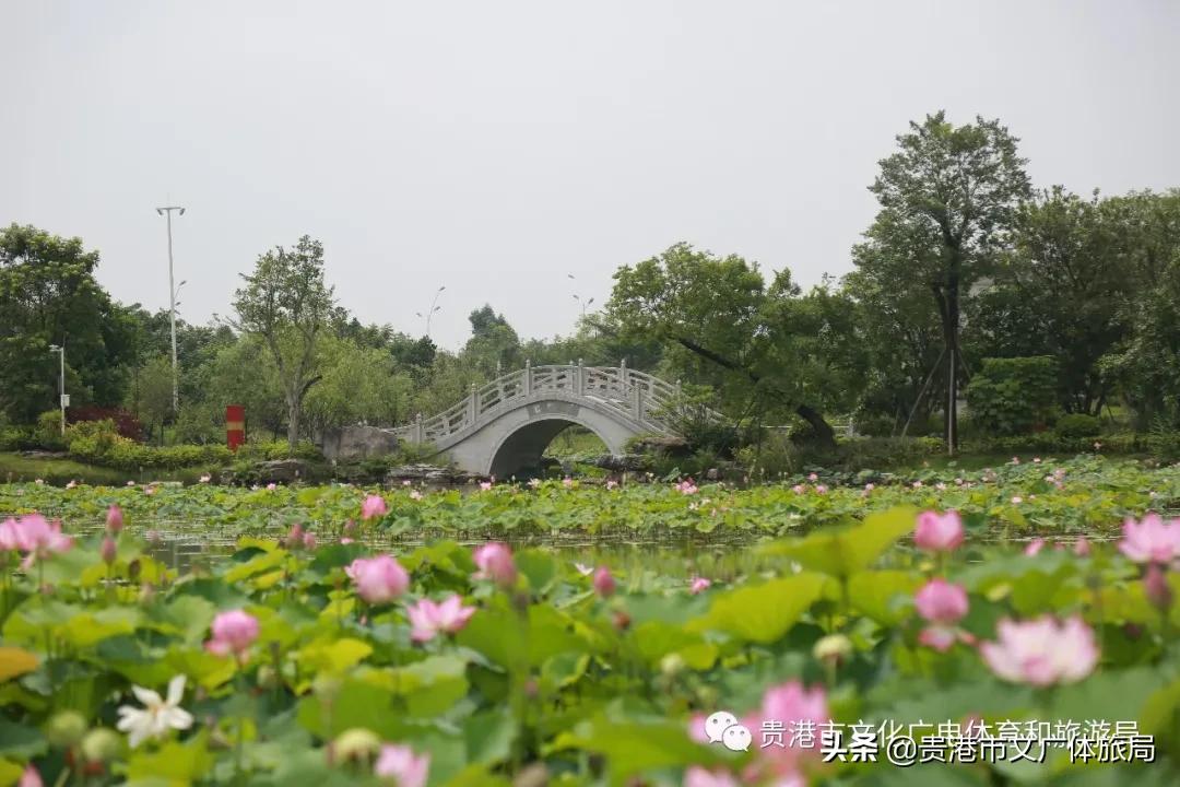 贵港园博园最新动态，变化中的学习之旅，成就感的源泉