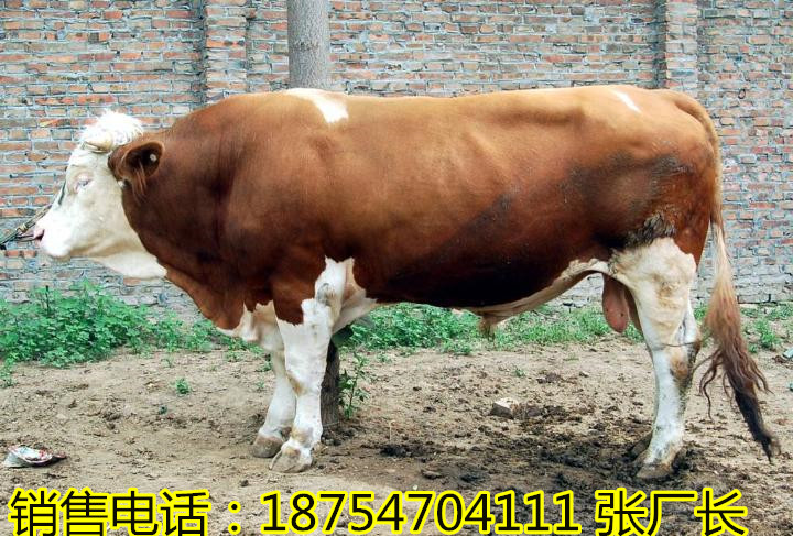 肉牛用药最新资讯报道