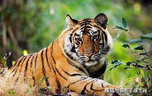 最新大老虎的日常趣事揭秘