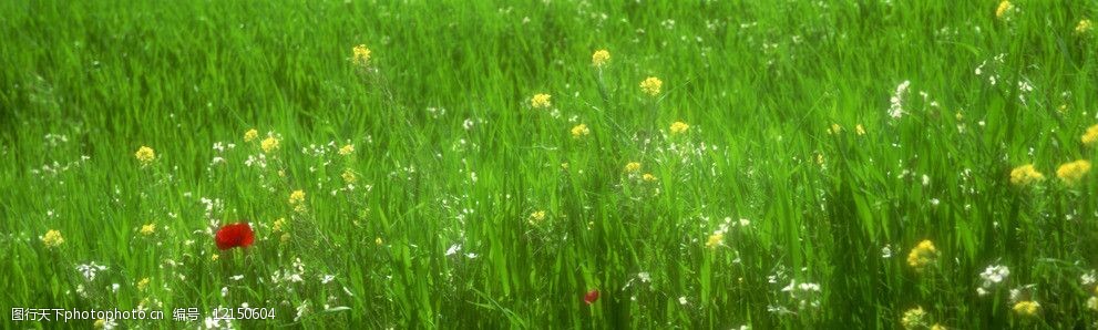 带你领略自然之美的青青草小天地