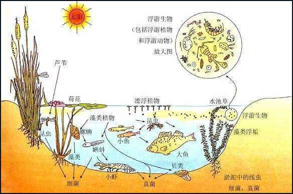蝌蚪最新地址，生态、科研与公众关注的焦点