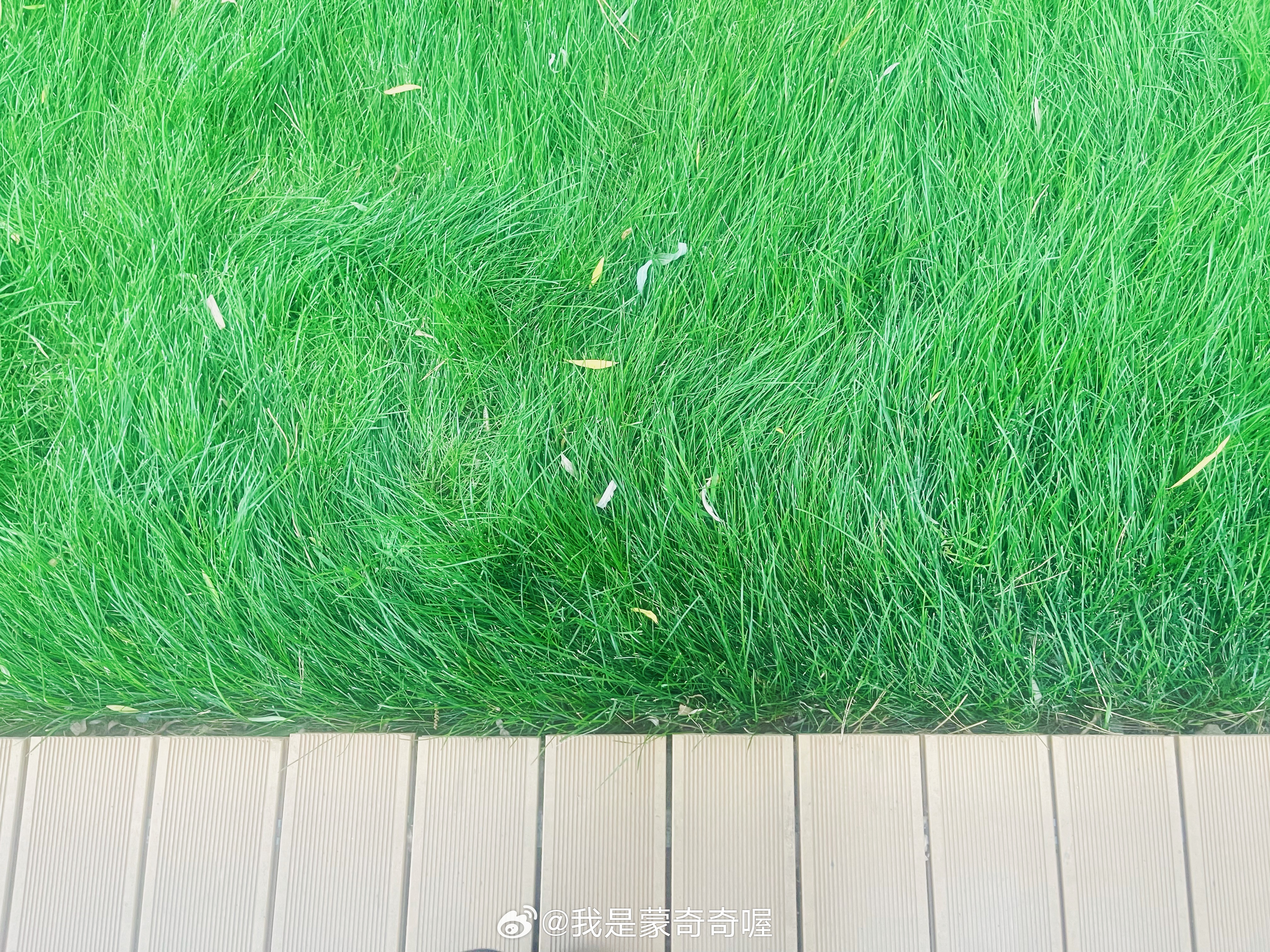 草留最新，绿意盎然的温馨日常时光