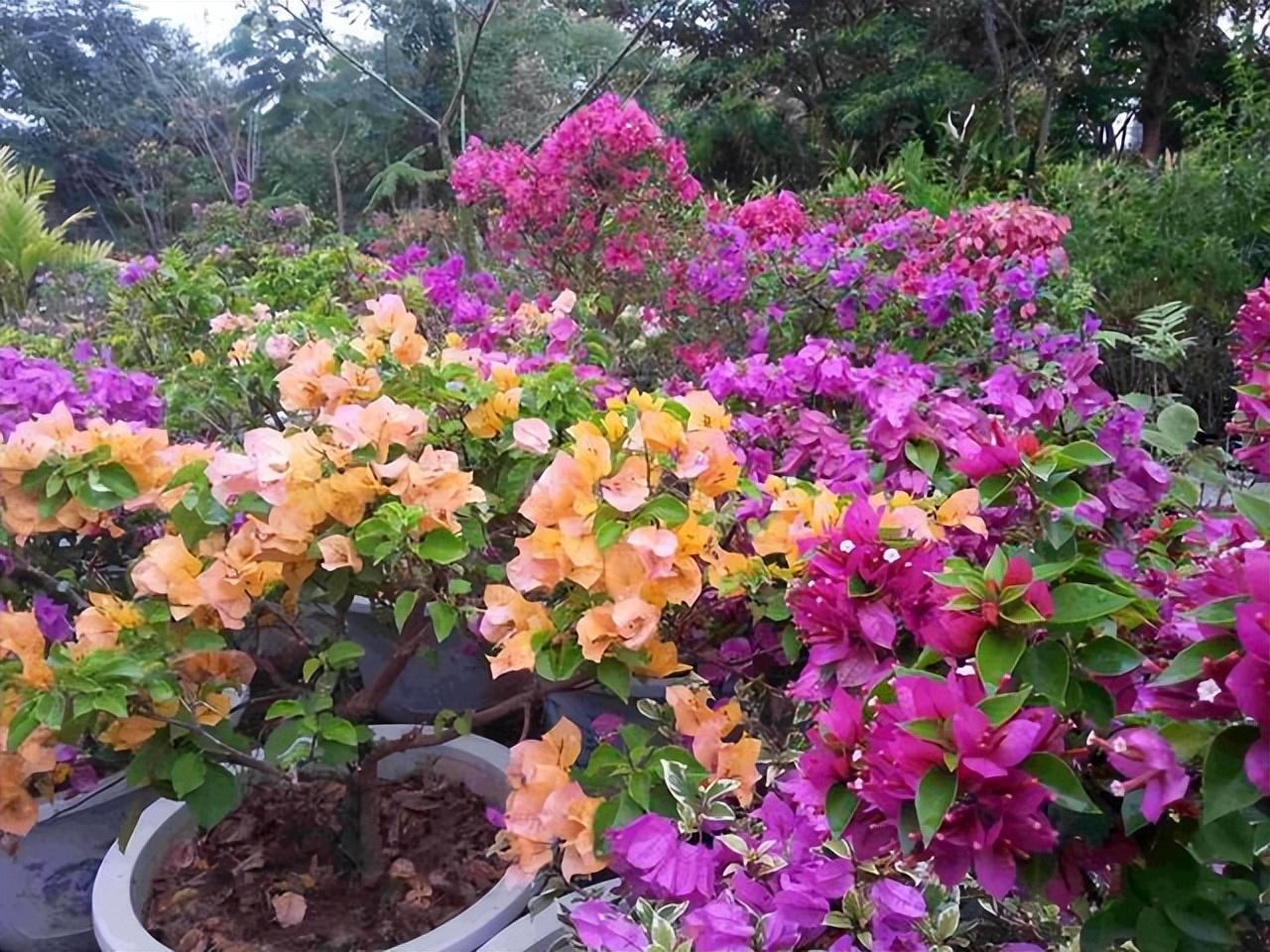 探索神秘微小生命,最新虫子的世界揭秘