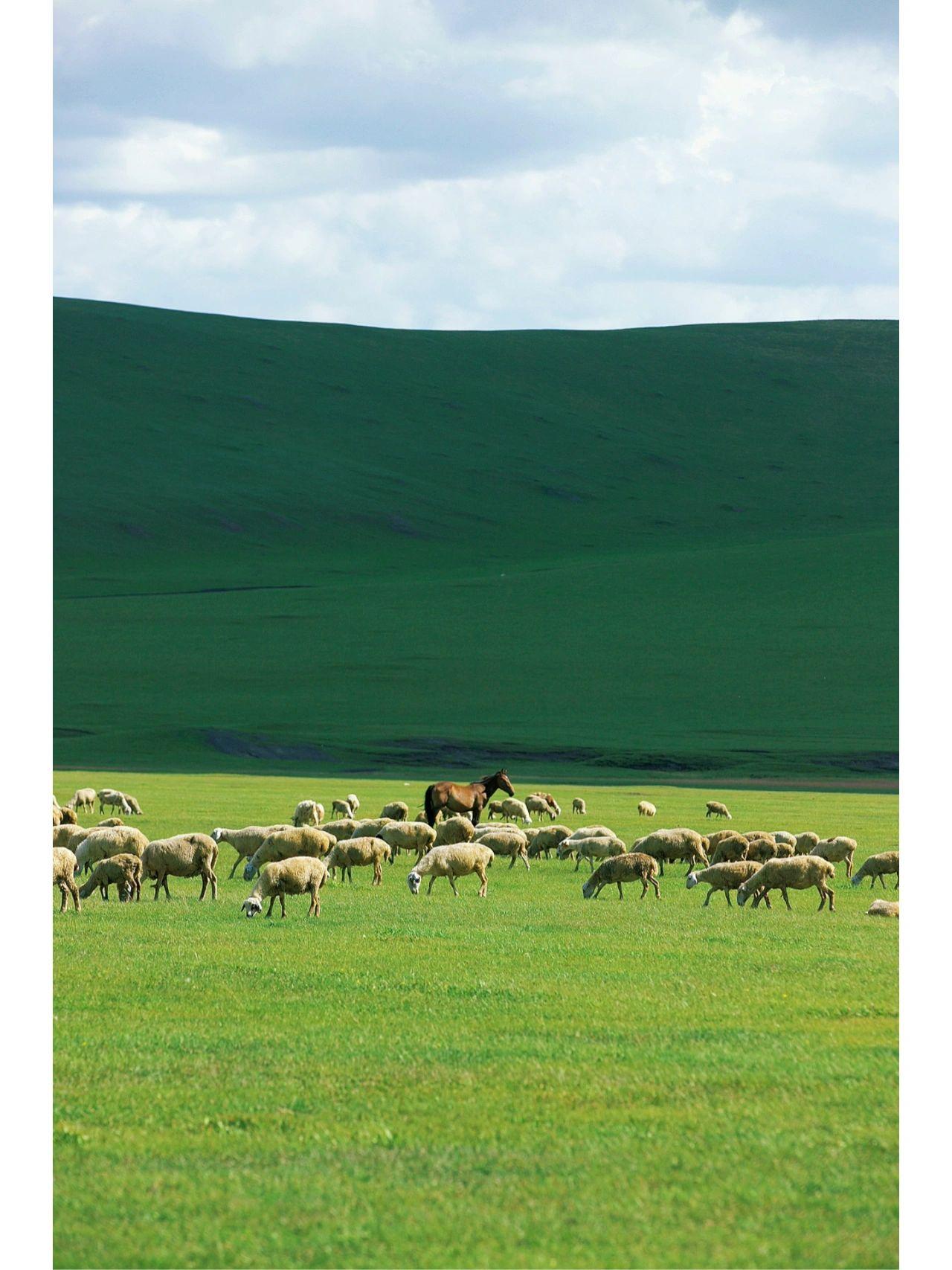 呼和浩特市最新通知,启程寻找内心的宁静绿洲!