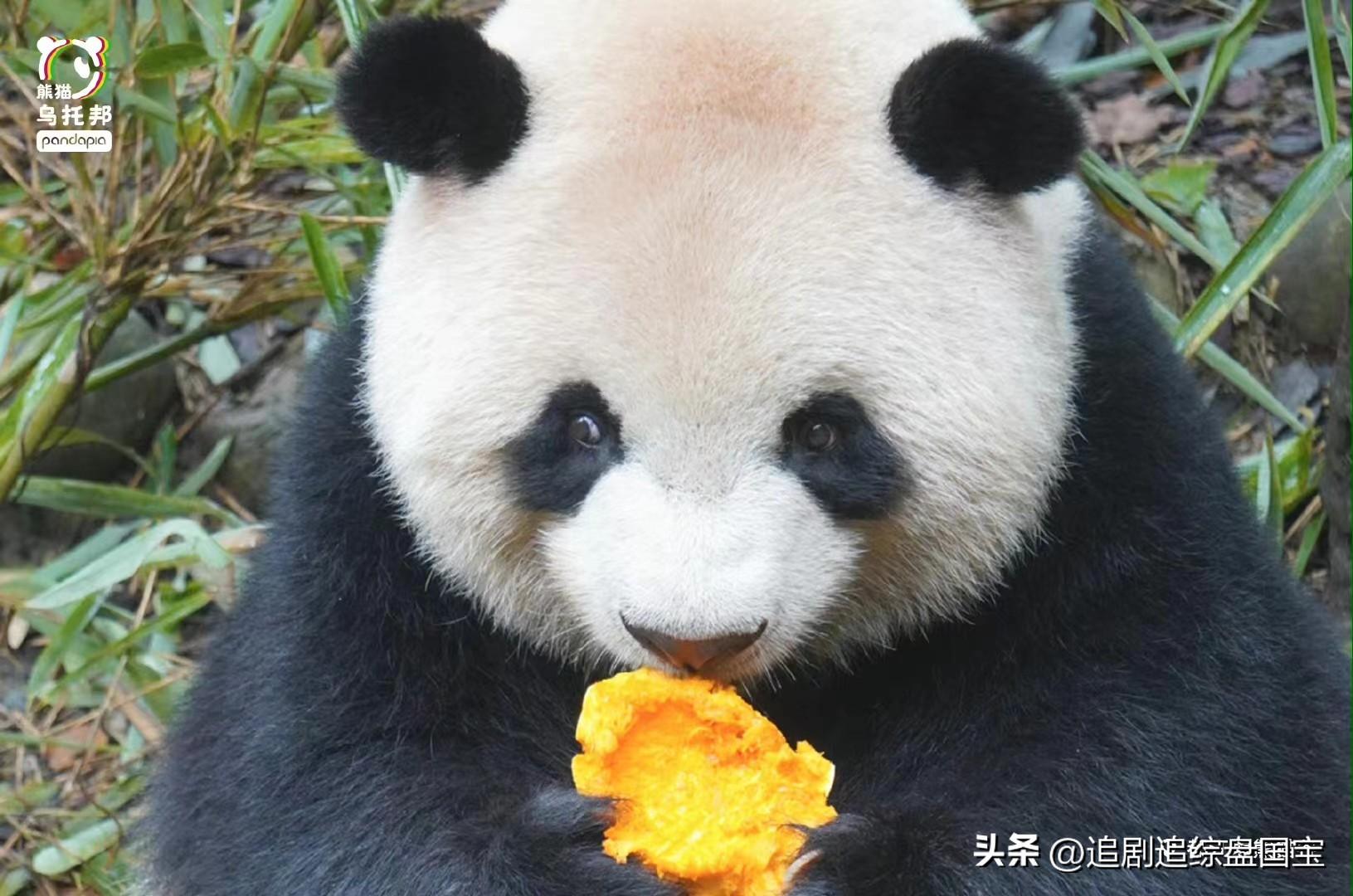 南京熊猫的最新动态,日常趣事揭秘