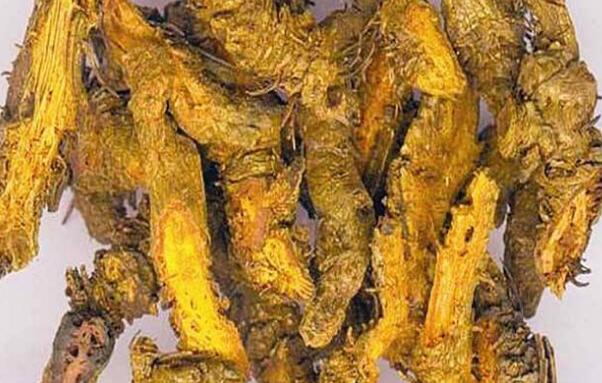 最新黄连价格及市场走势深度解析