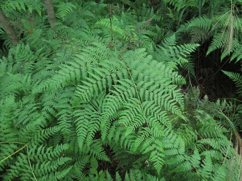 饥荒单机最新版,生存挑战与友情的温暖时光